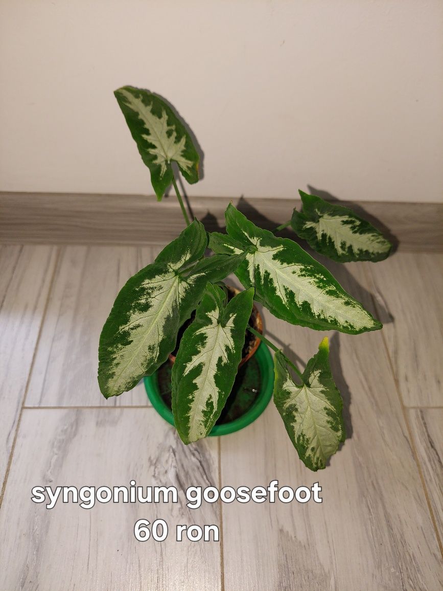 Syngonium de vanzare