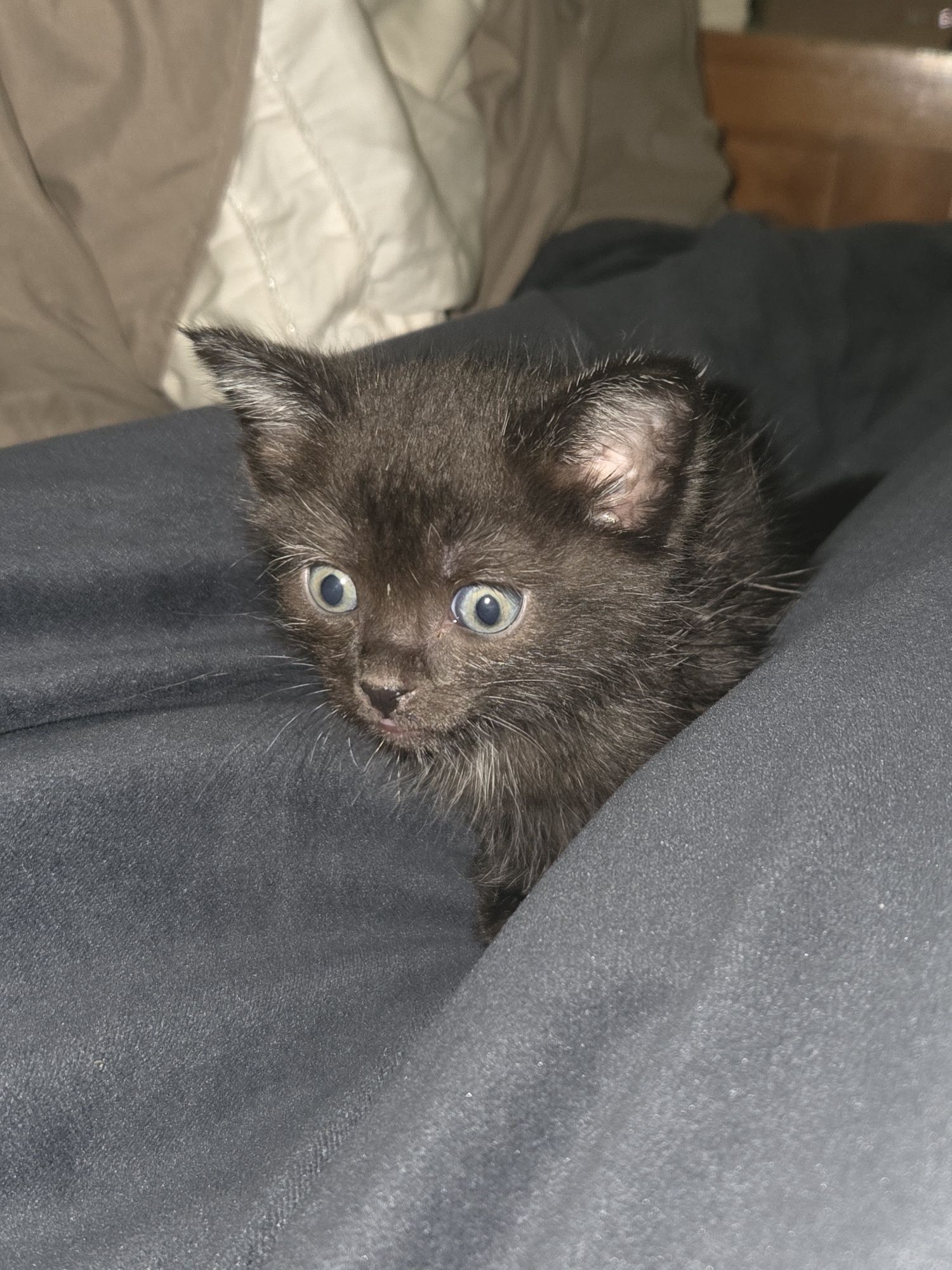 Котенок, Бесплатно