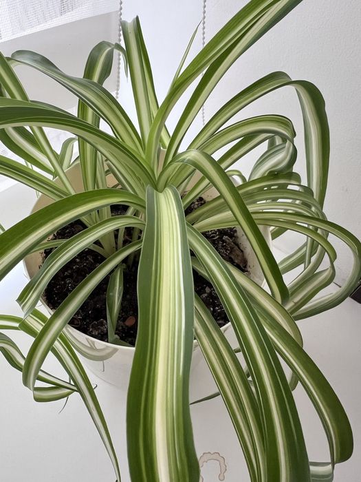 Продам хлорофитум очень полезный цветок в доме.