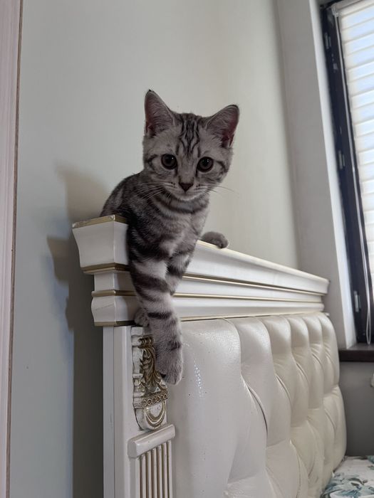 Скоттиш страйт кот