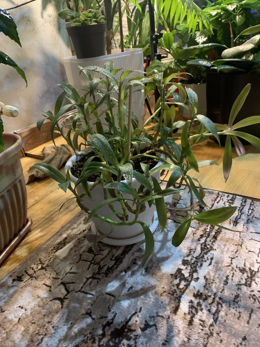 Цветы комнатные