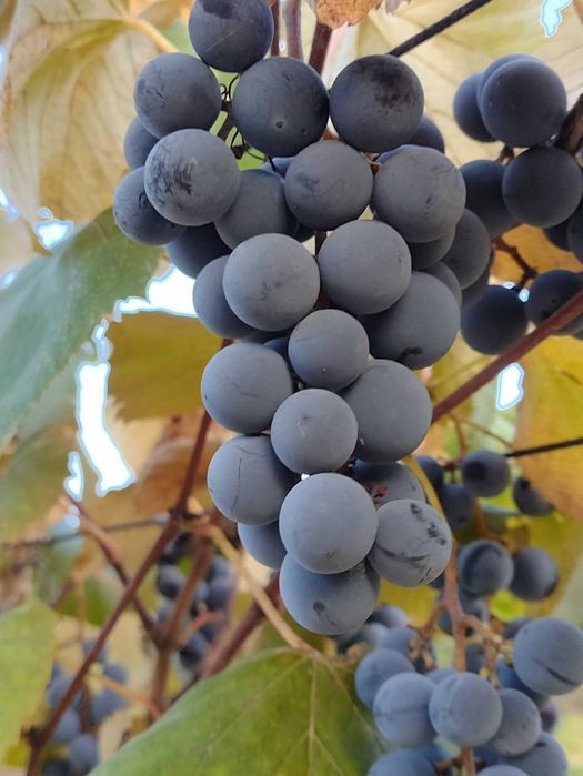 Struguri aromati căpșunica