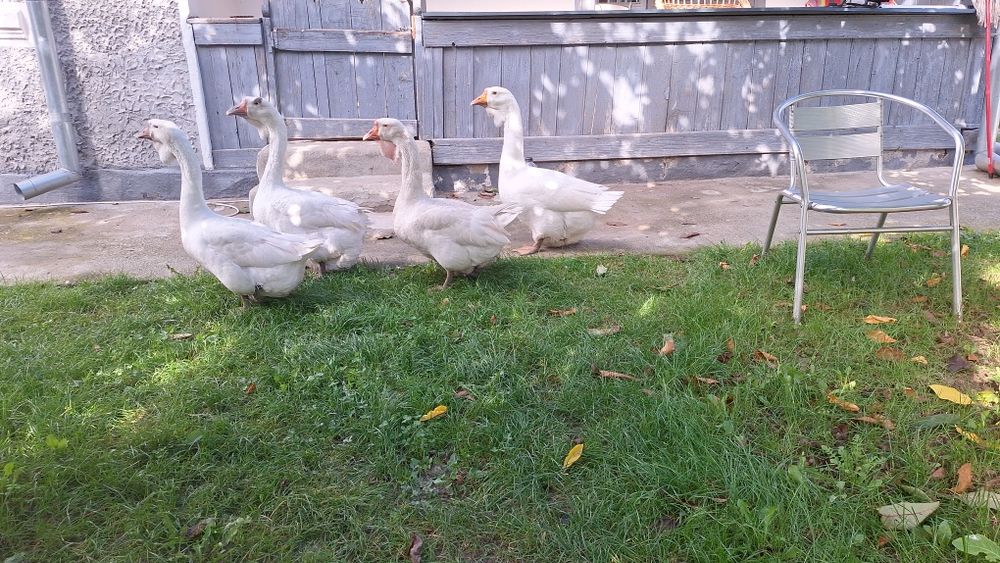 Gâște Holmogor mature