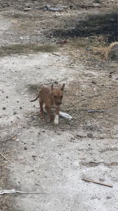 Pidbull sotilad erkak