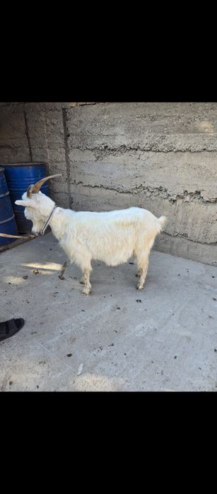 Продам Заненский коза