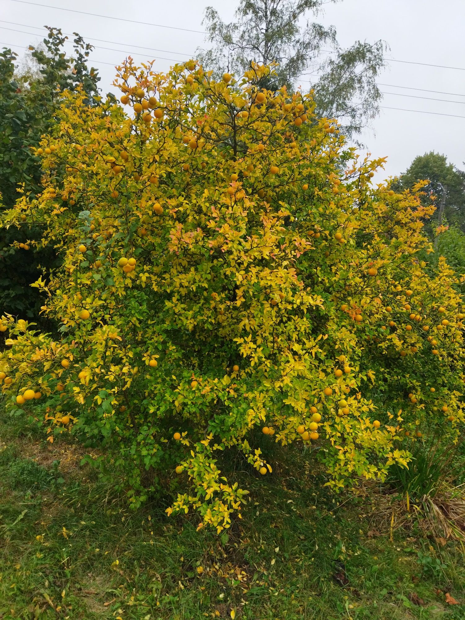 Див лимон (Poncirus trifoliata)