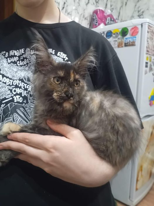 Мэйн кун котята 3 мес девочкипродам