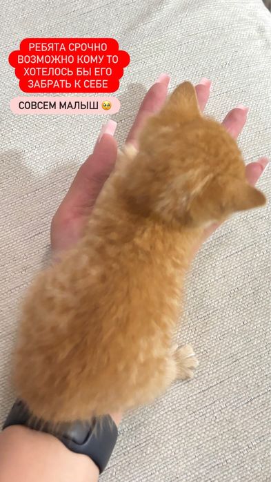 Отдам котенка в добрые руки!
