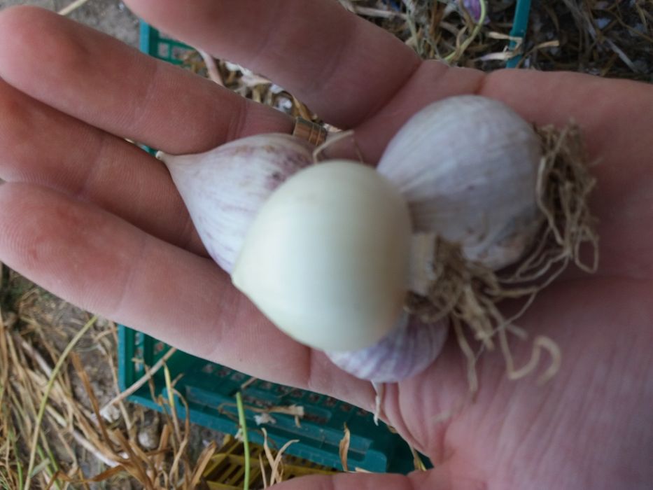 Usturoi românesc BAIB Copălău Fasole și arpagic