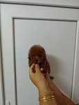 Той пудел мъжко toy poodle