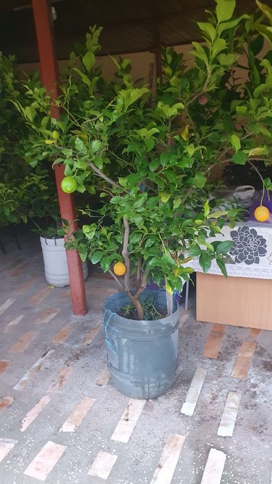 Vând Lămâi în ghiveci cu fructe