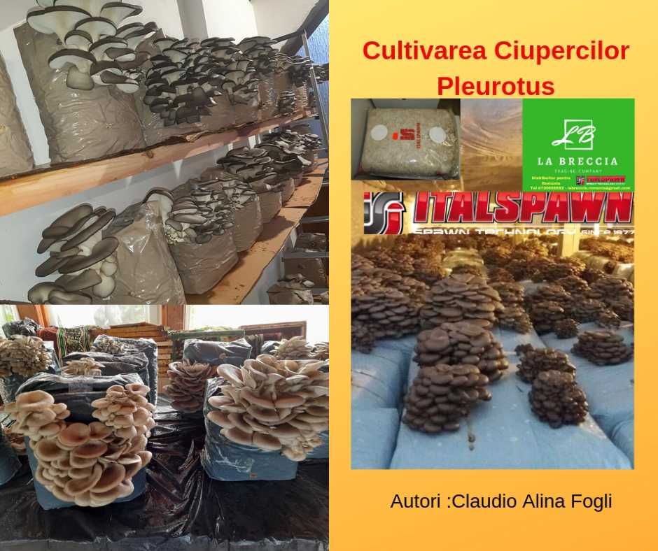 Cumpără 5 saculeți Pleurotus+Gratis Curs cultivarea ciuper. Pleurotus.