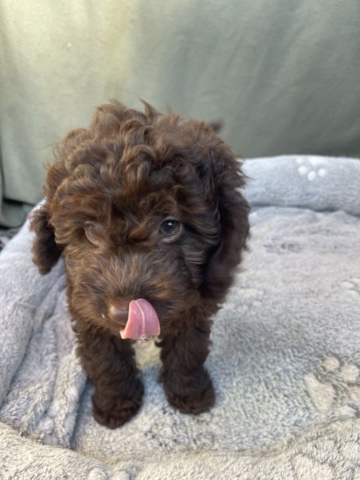 Мини пудели - кафяви