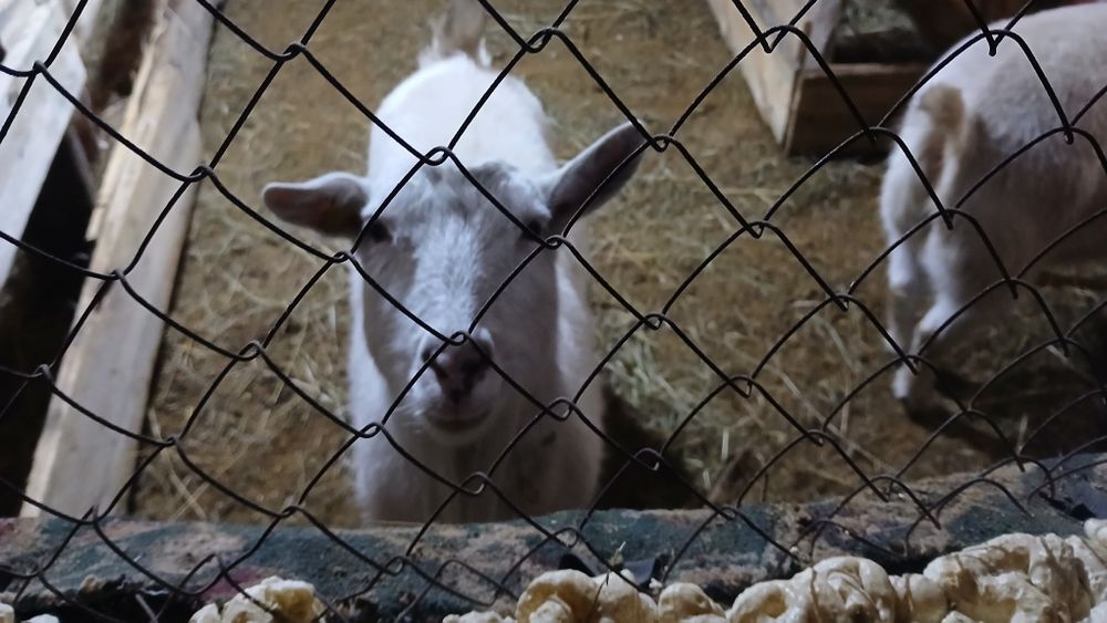Заненски Порода каза Сатылады