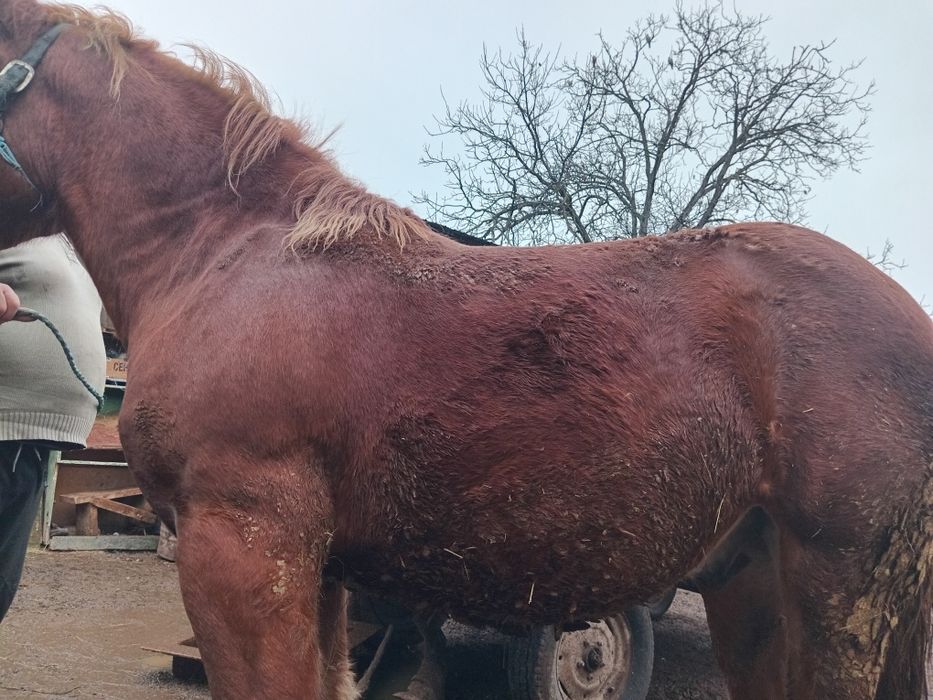 Mânz de un an și 5 luni