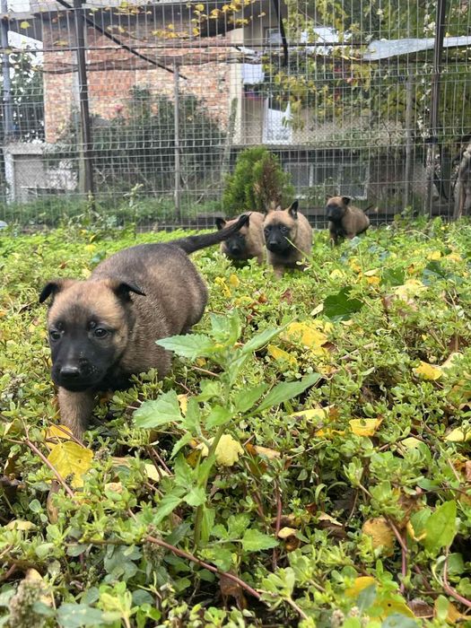 Белгийска овчарка-Малиноа