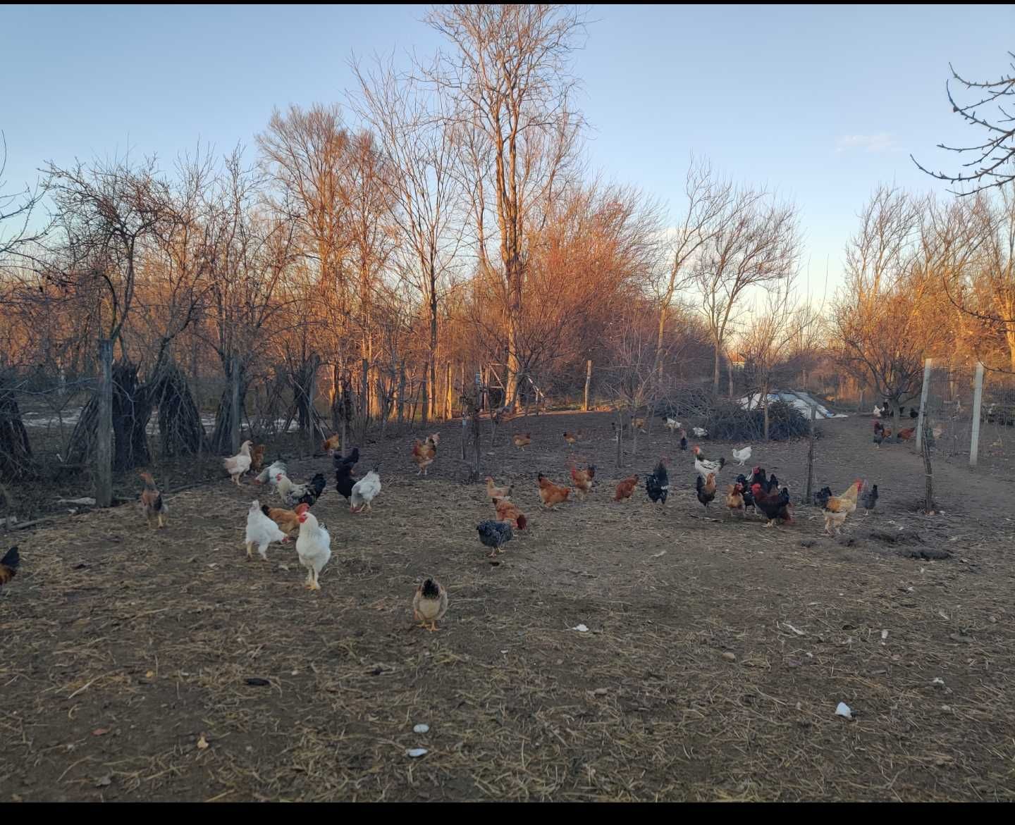 Oua de găină eco