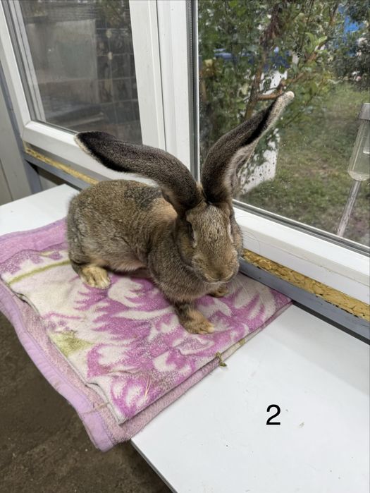 Vand iepuri Urias German