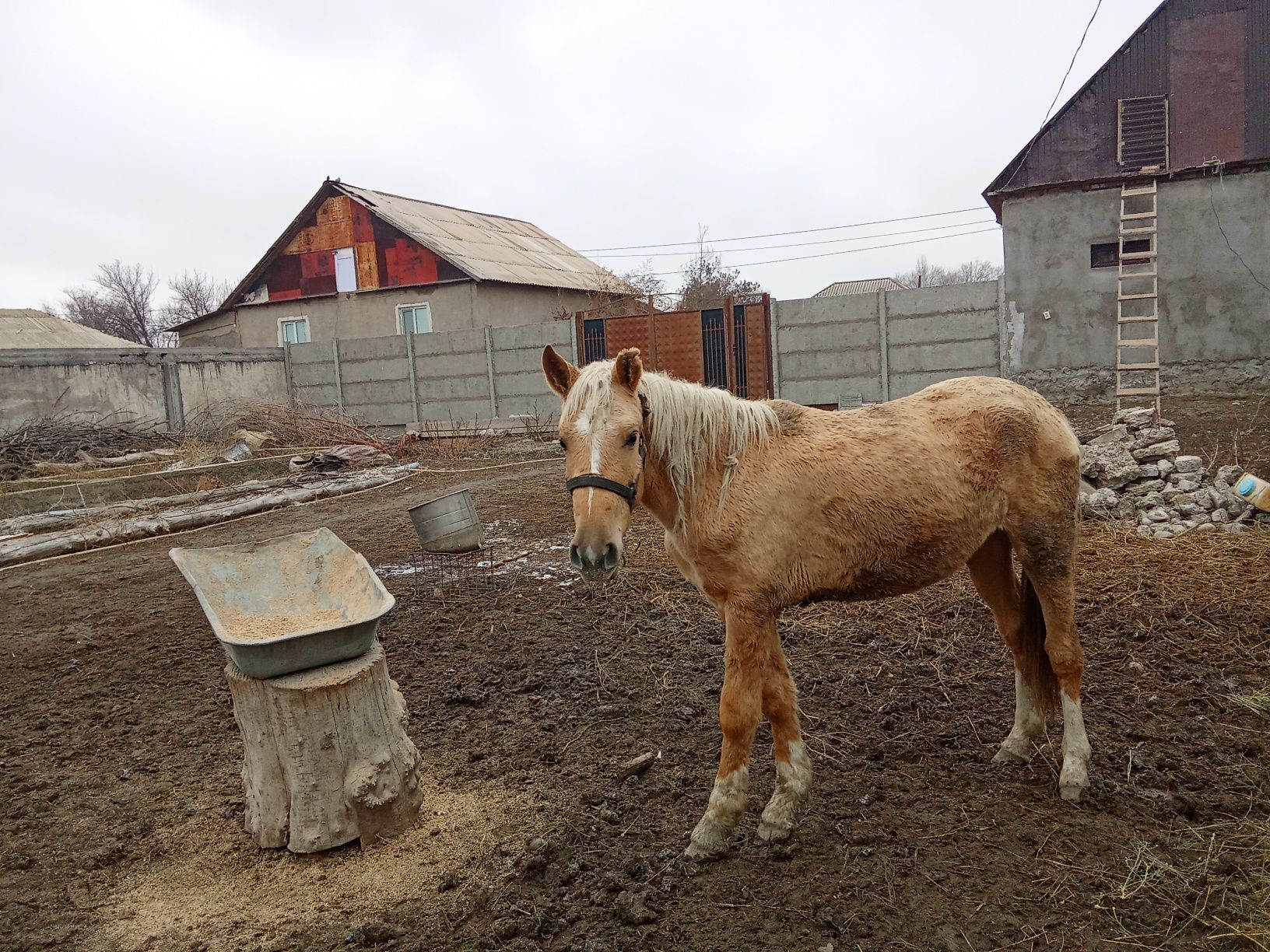 Тайлар бордакылар