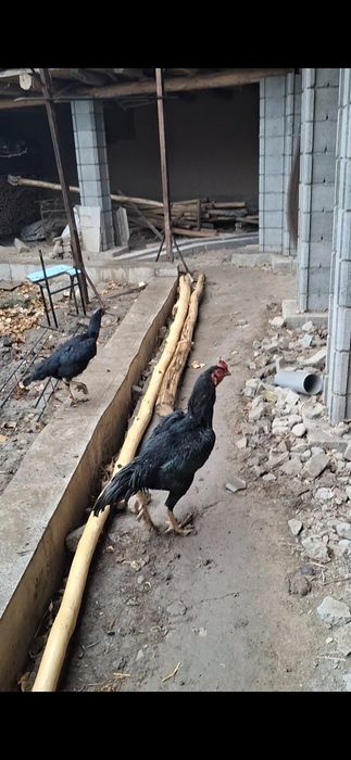 Xoroz makiyoni bilan