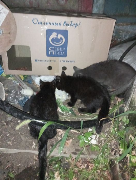 Котята ищут дом!