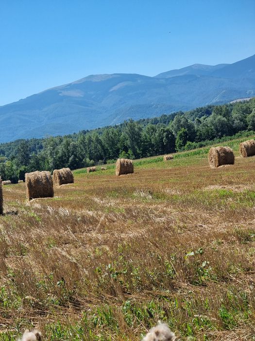 Vând baloti  mari de paie