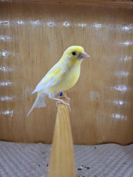 Canari razza plus zebre bonus