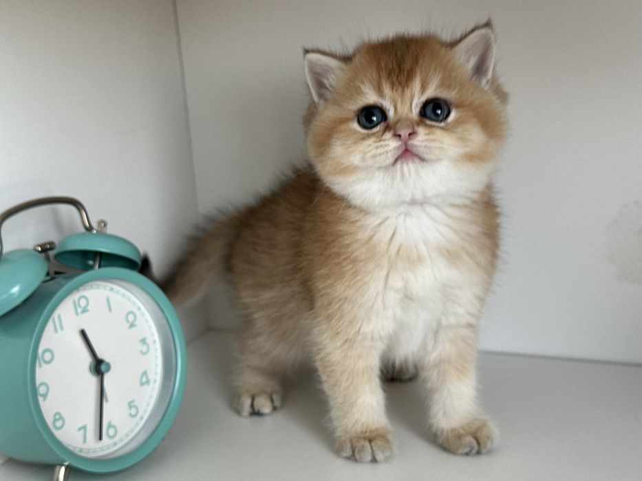 British shorthair chinchilla gold ! Certificat PEDIGREE WCF