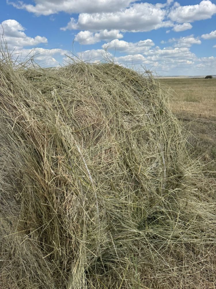 Продаю сено в Рулонах