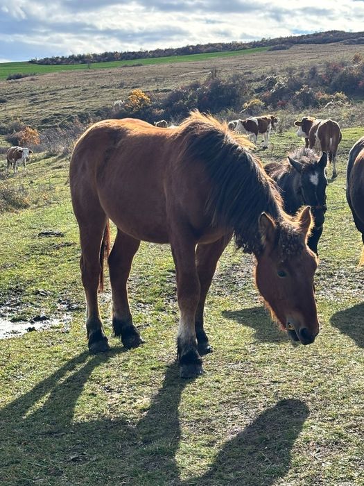 Vand sau schimb cu vaci vitele intarcate