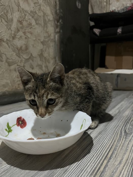 Котенок девочка в добрые и ответственные руки