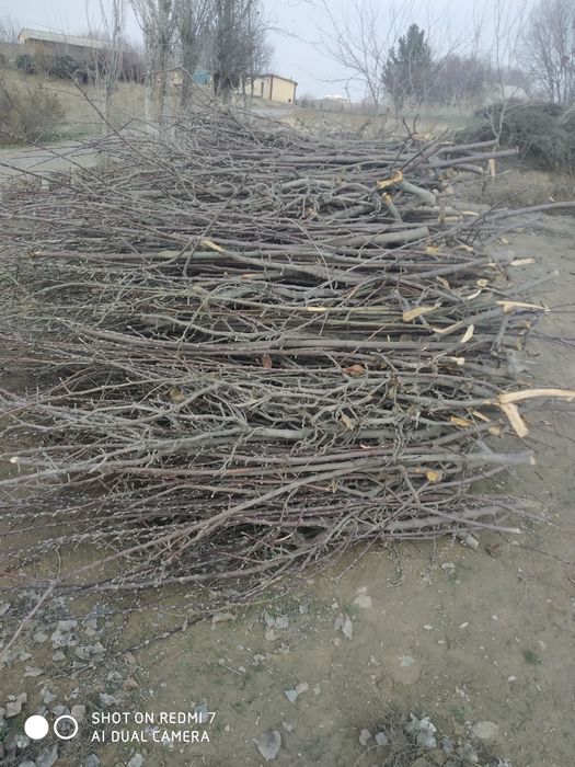 OʻTIN SOTILADA cheklanmagan miqdorda olma daraxtidan  otin bor