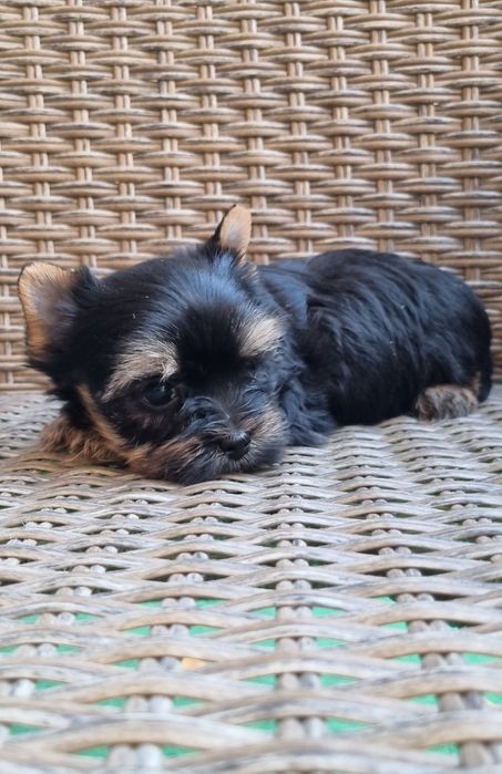 Йоркширски териер Бивър Blue Berry от родословни родители