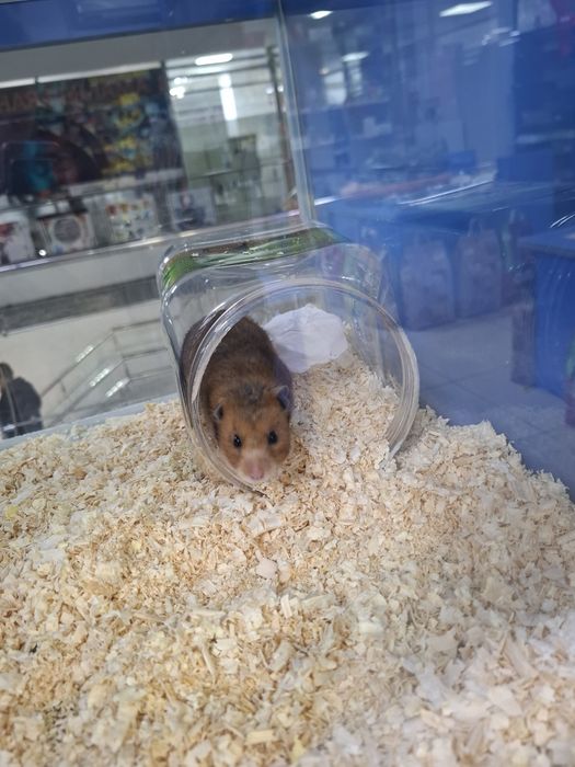 Сирийский хомячок