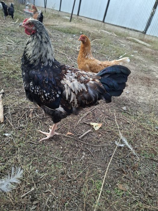 Продам домашных курей джейсарсий