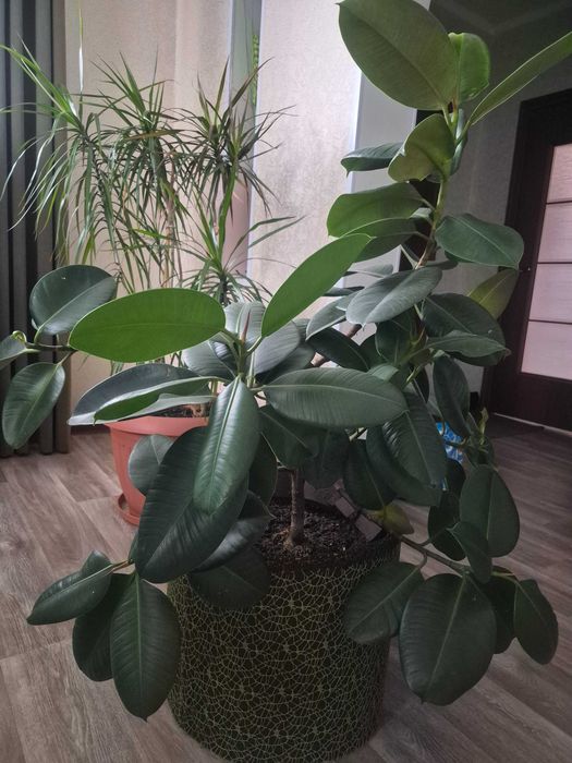 Цветы комнатные,большие