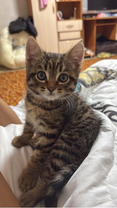 Отдам котенка/кота/кошку