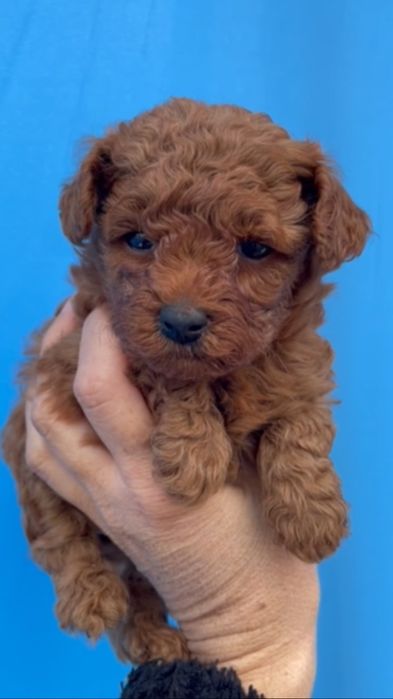 Той Пудел Puddle