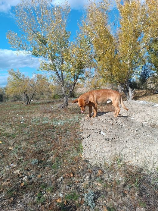 Одам собаку домашния