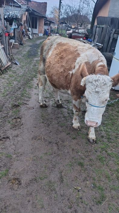 Junincă gestantă in 8 luni