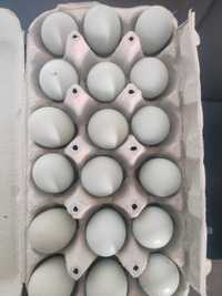 Vând ouă de găină din rasa ameraucana pentru incubat