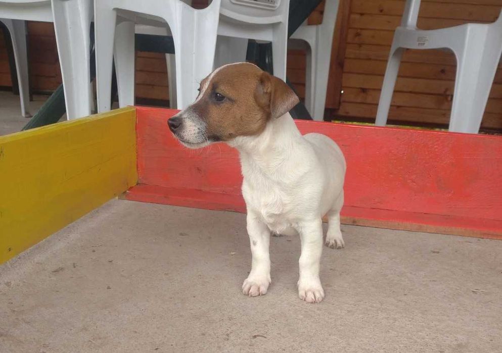 Джак Ръсел териер