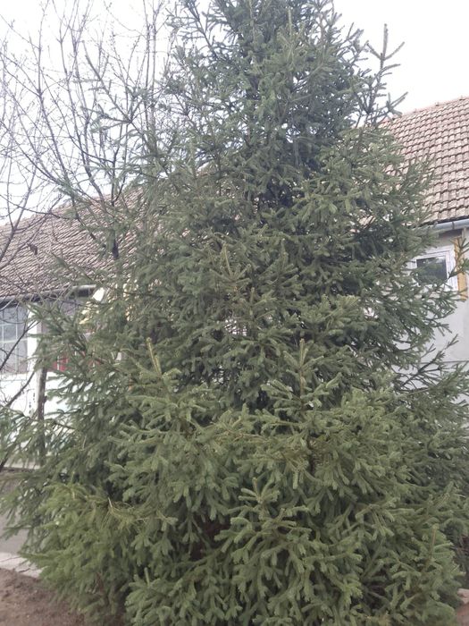 Vînzare brad 8.10 metri