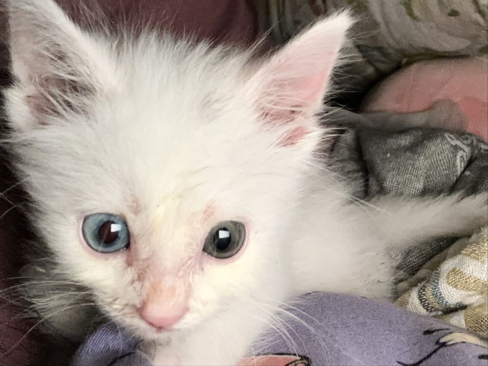котенок с двухцветными глазами