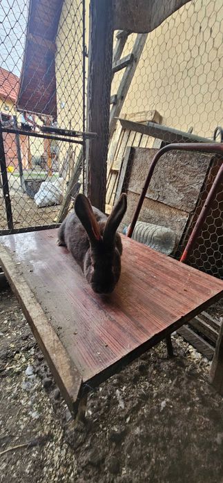 Diaponibili 2 masculi fluture german