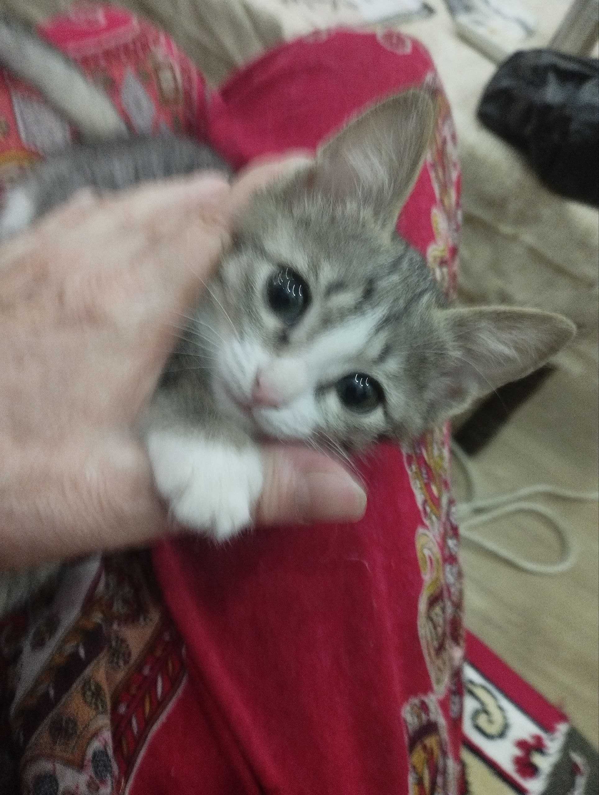 Отдам котят 2 месяца