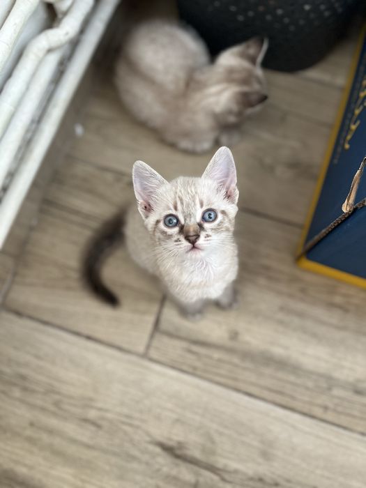 Puiuți în căutare de casuță