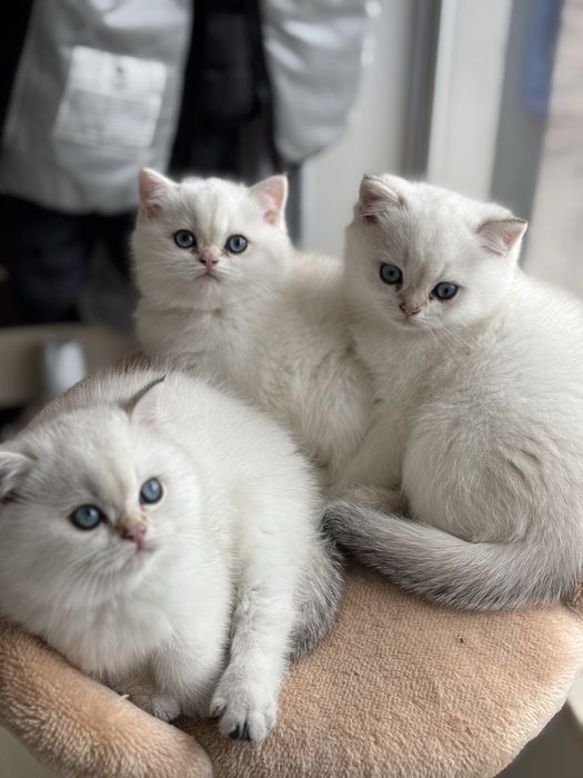 Късокосместа британка BRY