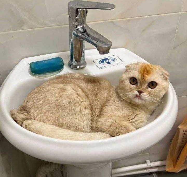 Mushuk Sotiladi Arzon