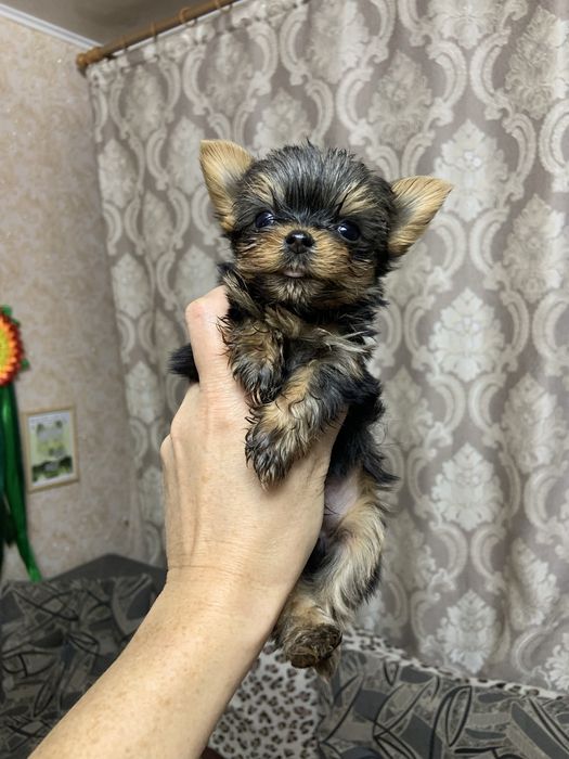 Щенки йоркширского терьера